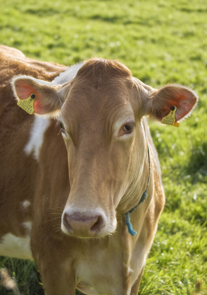 https://en.wikipedia.org/wiki/File:Guernsey_cow.jpg