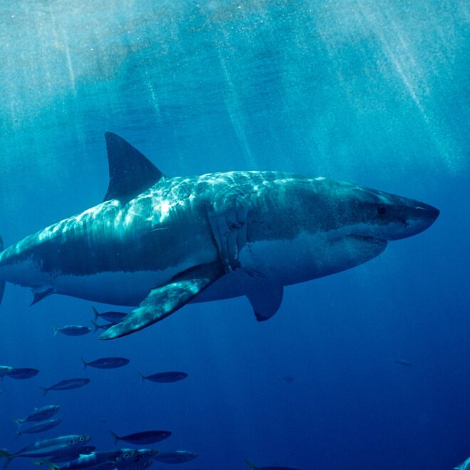 https://www.nytimes.com/2020/11/20/science/sharks-drones-artificial-intelligence.html?referringSource=articleShare