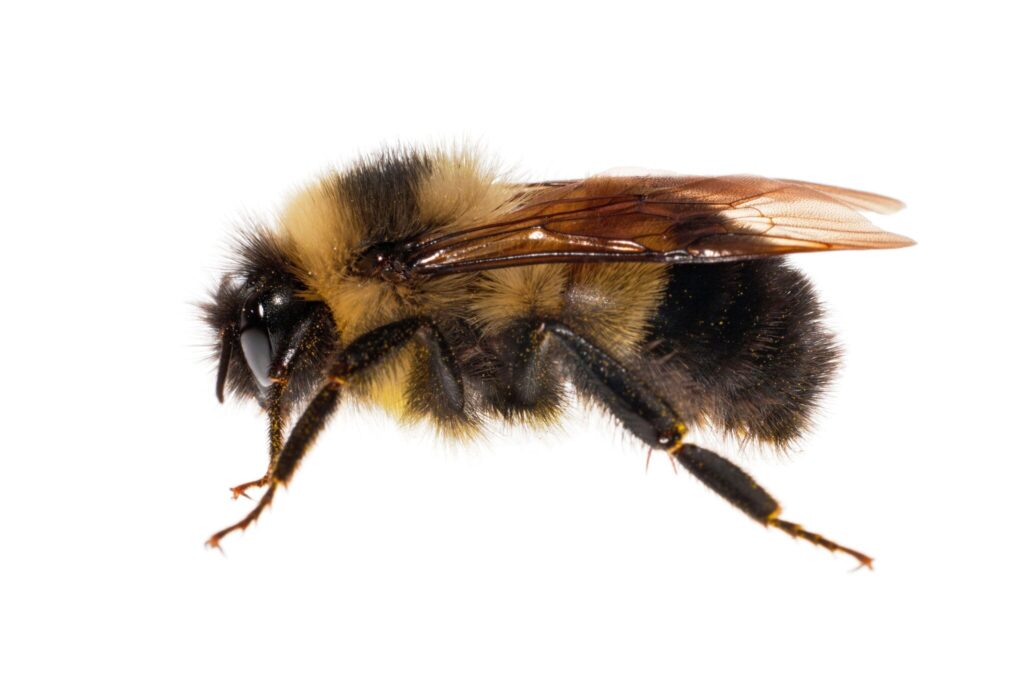 nytimes.com/2020/12/07/science/native-bees-census.html?surface=home-discovery-vi-prg&fellback=false&req_id=997176274&algo=identity&imp_id=846710860&action=click&module=Science%20%20Technology&pgtype=Homepage