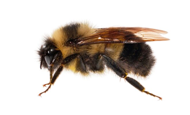 nytimes.com/2020/12/07/science/native-bees-census.html?surface=home-discovery-vi-prg&fellback=false&req_id=997176274&algo=identity&imp_id=846710860&action=click&module=Science%20%20Technology&pgtype=Homepage