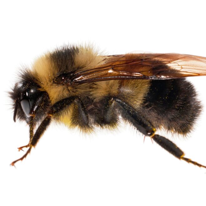 nytimes.com/2020/12/07/science/native-bees-census.html?surface=home-discovery-vi-prg&fellback=false&req_id=997176274&algo=identity&imp_id=846710860&action=click&module=Science%20%20Technology&pgtype=Homepage