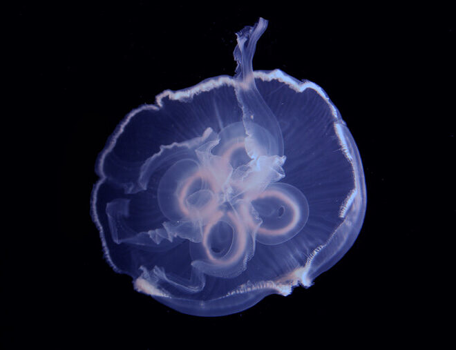 https://www.nytimes.com/section/science