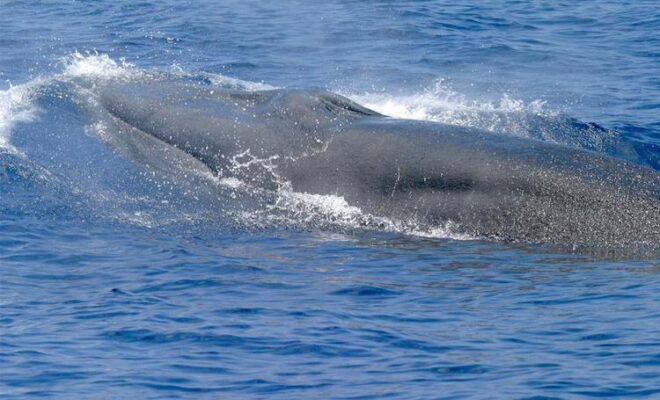 https://www.fisheries.noaa.gov/feature-story/new-species-baleen-whale-gulf-mexico?utm_medium=email&utm_source=govdelivery