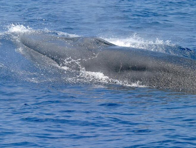 https://www.fisheries.noaa.gov/feature-story/new-species-baleen-whale-gulf-mexico?utm_medium=email&utm_source=govdelivery