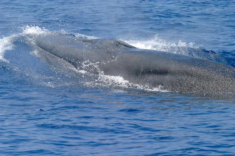 Beluga Whale  NOAA Fisheries