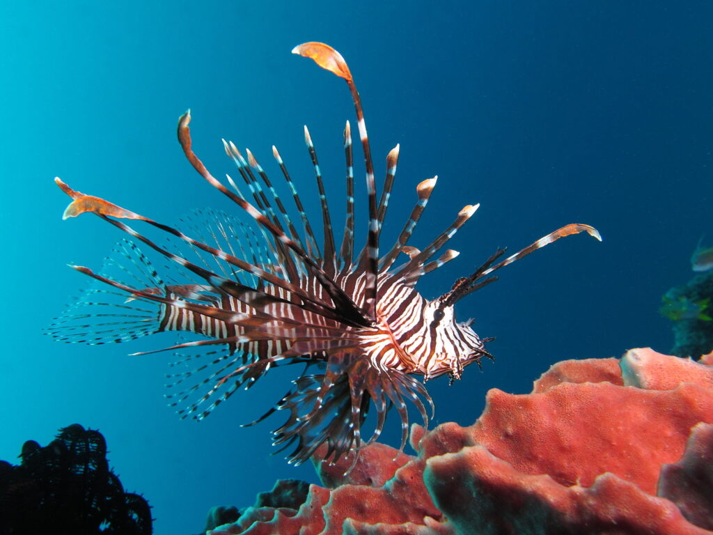 https://commons.wikimedia.org/wiki/File:Red_lionfish_near_Gilli_Banta_Island.JPG