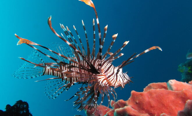 https://commons.wikimedia.org/wiki/File:Red_lionfish_near_Gilli_Banta_Island.JPG