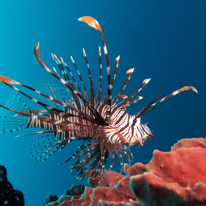https://commons.wikimedia.org/wiki/File:Red_lionfish_near_Gilli_Banta_Island.JPG