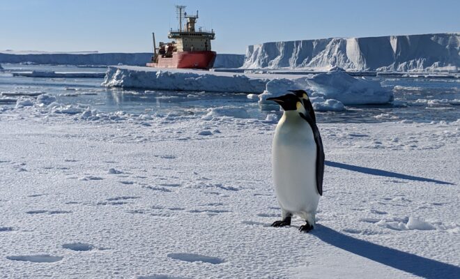 Portrait of Emperor Penguins with research vessel, Nathaniel B Palmer near Thwaites Glacier.