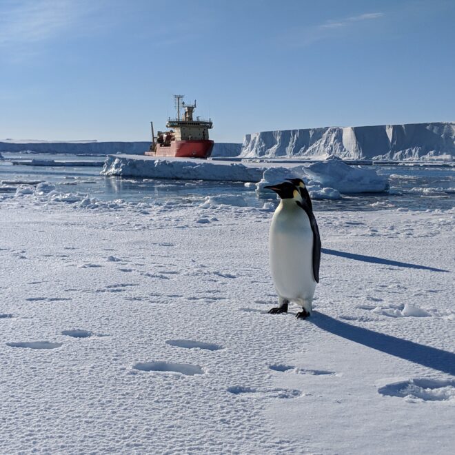 Portrait of Emperor Penguins with research vessel, Nathaniel B Palmer near Thwaites Glacier.