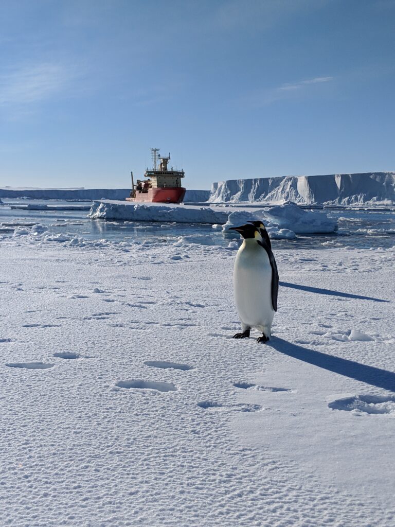 Portrait of Emperor Penguins with research vessel, Nathaniel B Palmer near Thwaites Glacier.