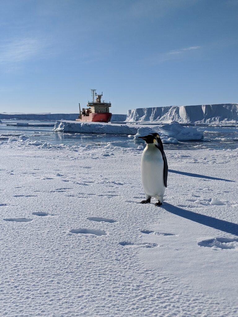 Portrait of Emperor Penguins with research vessel, Nathaniel B Palmer near Thwaites Glacier.