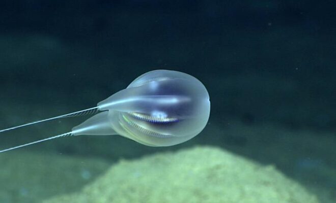 https://www.fisheries.noaa.gov/feature-story/noaa-scientists-virtually-discover-new-species-comb-jelly-near-puerto-rico