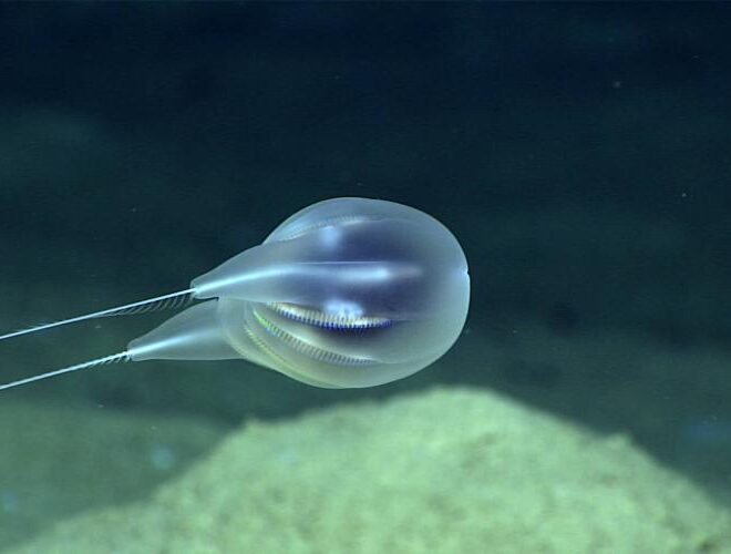 https://www.fisheries.noaa.gov/feature-story/noaa-scientists-virtually-discover-new-species-comb-jelly-near-puerto-rico