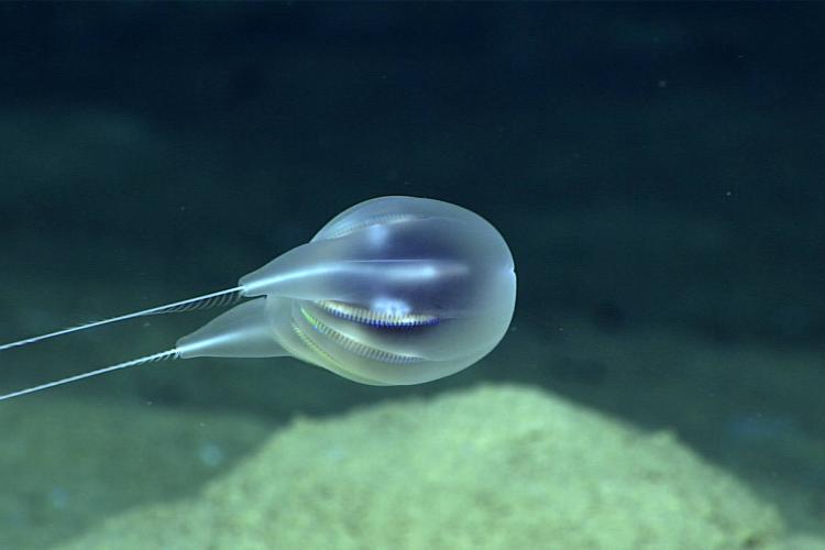 https://www.fisheries.noaa.gov/feature-story/noaa-scientists-virtually-discover-new-species-comb-jelly-near-puerto-rico