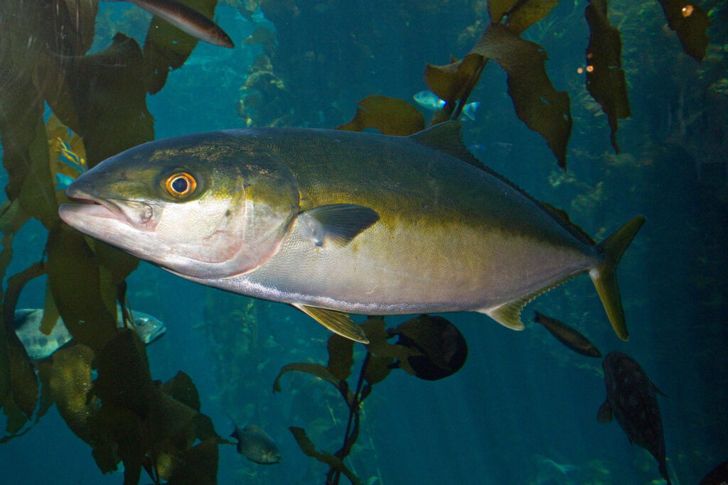 https://commons.wikimedia.org/wiki/File:Yellowtail_amberjack.jpg