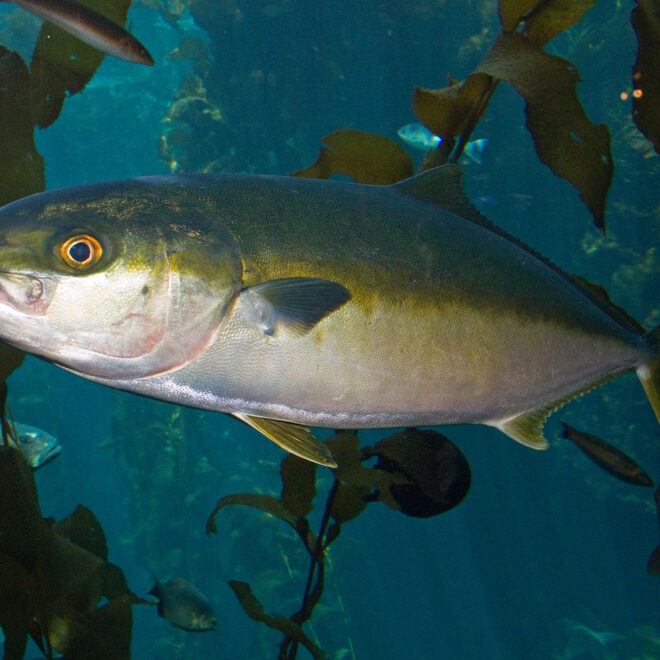 https://commons.wikimedia.org/wiki/File:Yellowtail_amberjack.jpg