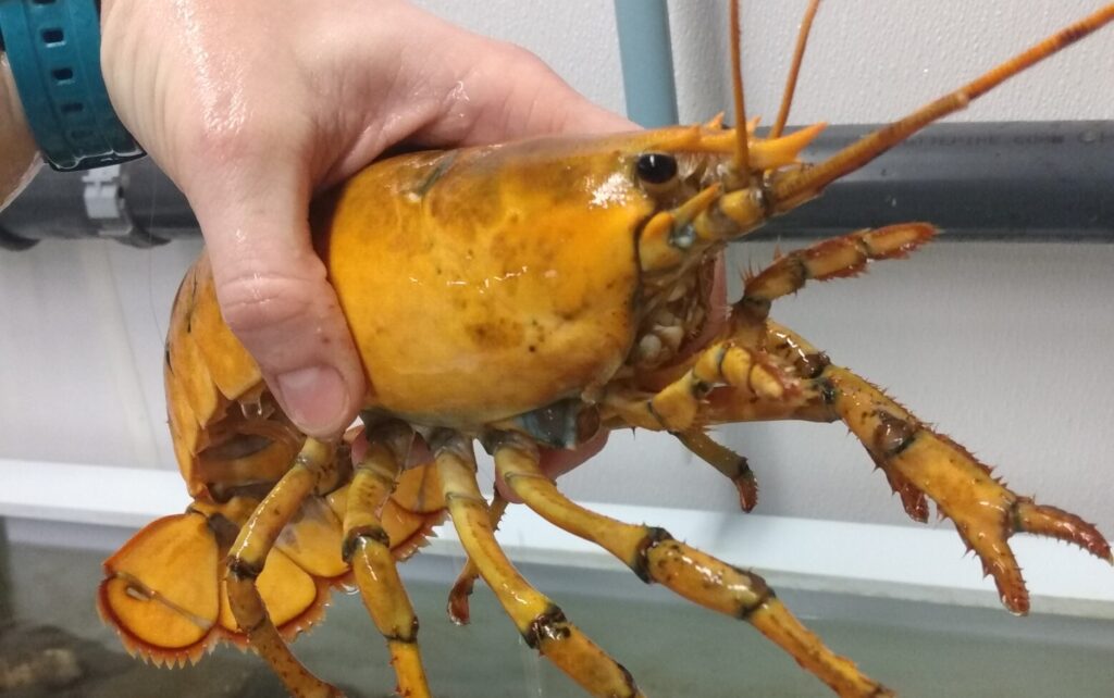 https://bangordailynews.com/2021/02/04/news/midcoast/rare-yellow-lobster-caught-off-maine-coast/