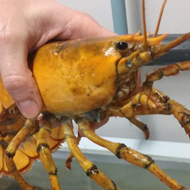 https://bangordailynews.com/2021/02/04/news/midcoast/rare-yellow-lobster-caught-off-maine-coast/