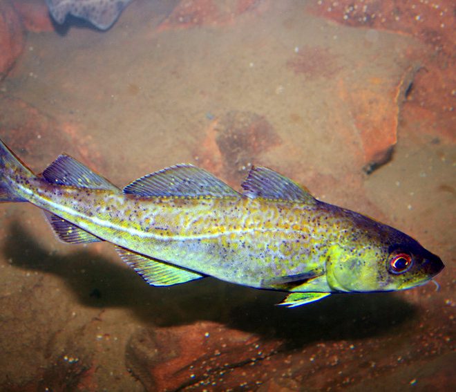 https://commons.wikimedia.org/wiki/File:Atlantic_cod_(1).jpg