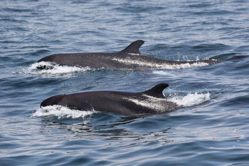 https://www.ocregister.com/2021/03/20/rare-sighting-of-tropical-false-killer-whales-off-newport-and-laguna-beaches/?utm_medium=social&utm_source=facebook.com&utm_content=fb-ocregister&utm_campaign=socialflow&fbclid=IwAR1oP8FRnSobXZFC6sgYCqZLUsY2OFYSIUzl7GmqE89GYk9Y4vNnRLKTGm4