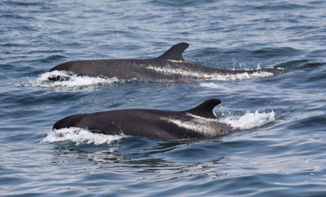 https://www.ocregister.com/2021/03/20/rare-sighting-of-tropical-false-killer-whales-off-newport-and-laguna-beaches/?utm_medium=social&utm_source=facebook.com&utm_content=fb-ocregister&utm_campaign=socialflow&fbclid=IwAR1oP8FRnSobXZFC6sgYCqZLUsY2OFYSIUzl7GmqE89GYk9Y4vNnRLKTGm4