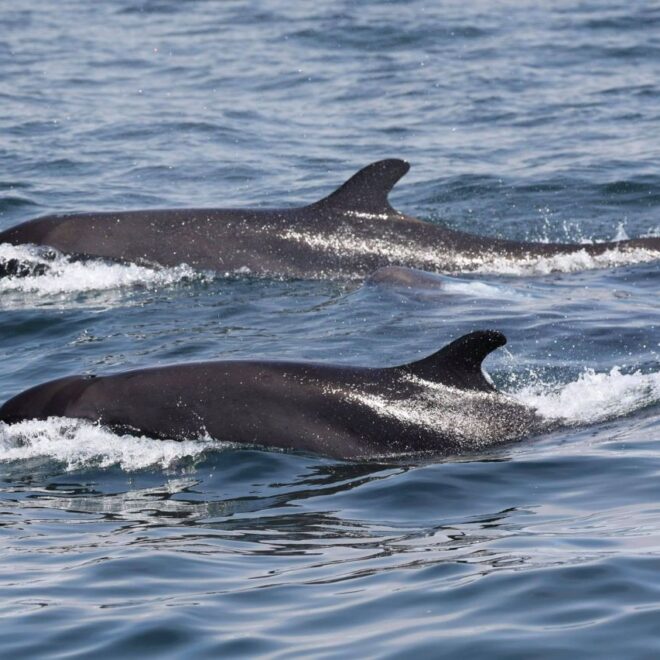 https://www.ocregister.com/2021/03/20/rare-sighting-of-tropical-false-killer-whales-off-newport-and-laguna-beaches/?utm_medium=social&utm_source=facebook.com&utm_content=fb-ocregister&utm_campaign=socialflow&fbclid=IwAR1oP8FRnSobXZFC6sgYCqZLUsY2OFYSIUzl7GmqE89GYk9Y4vNnRLKTGm4