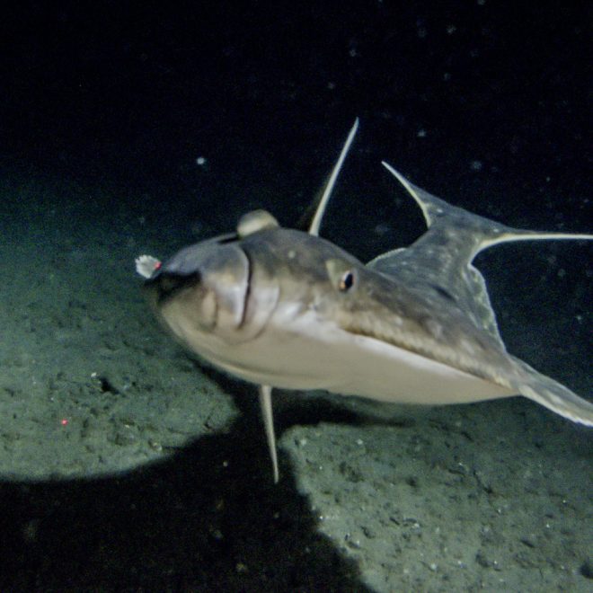 Image Courtesy of NOAA.