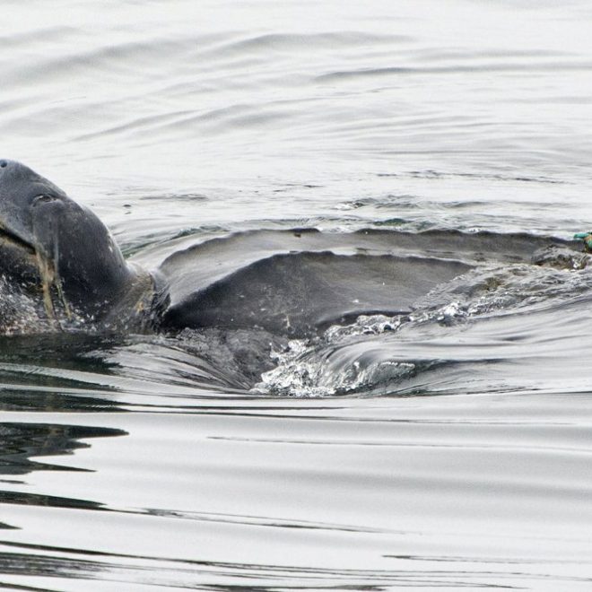 https://apnews.com/article/monterey-oceans-animals-turtles-fish-1f22c0d65a9cee41d32af153f1046502/gallery/a4ef8589cfe74afcb5d0c667610f610d