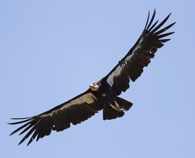 https://apnews.com/article/wildlife-animals-birds-environment-california-c60c377f04ac1b6c22e14494b232aeb8