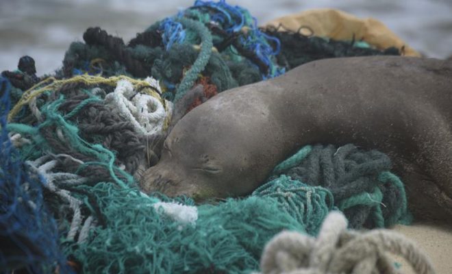 https://apnews.com/article/animals-oceans-hawaii-seals-pacific-ocean-e815a91ec620bd1b405d21b7f5fd11b5/gallery/bafc0cbff6a343a8be76c3842fa743c8