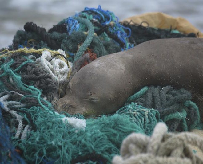 https://apnews.com/article/animals-oceans-hawaii-seals-pacific-ocean-e815a91ec620bd1b405d21b7f5fd11b5/gallery/bafc0cbff6a343a8be76c3842fa743c8