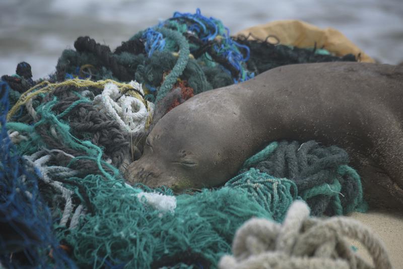 https://apnews.com/article/animals-oceans-hawaii-seals-pacific-ocean-e815a91ec620bd1b405d21b7f5fd11b5/gallery/bafc0cbff6a343a8be76c3842fa743c8