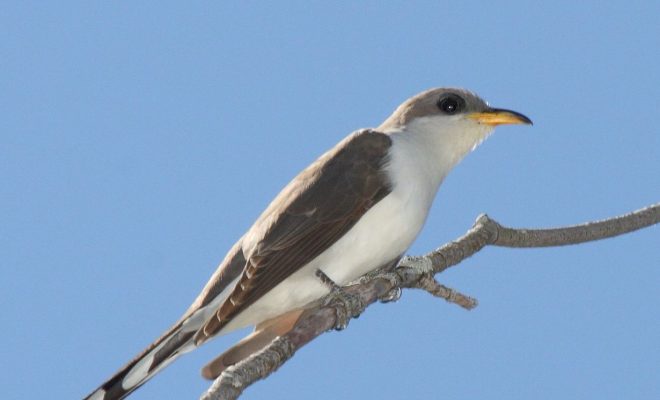 https://commons.wikimedia.org/wiki/File:Yellow-billed_Cuckoo_(Coccyzus_americanus)_(5822528612)_(cropped).jpg