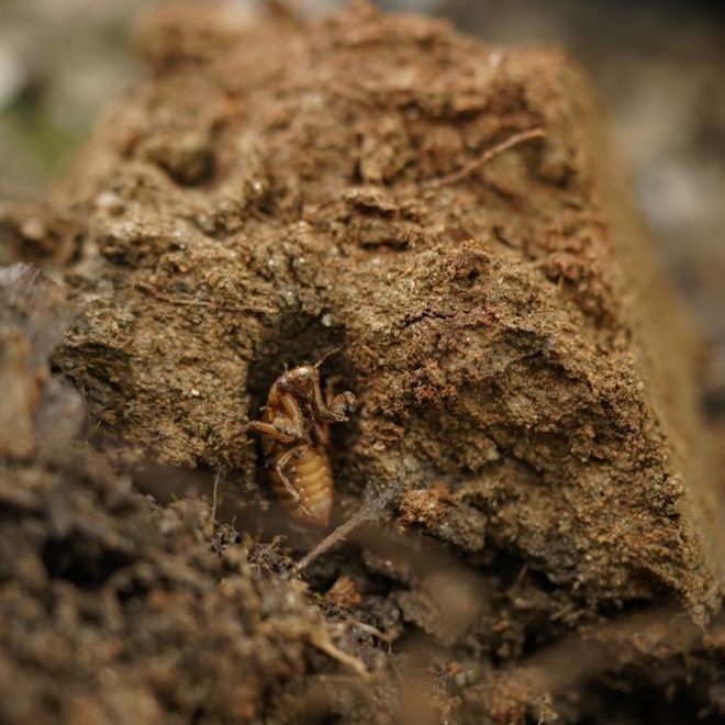 https://apnews.com/article/brood-x-cicadas-emerging-c8b67952ac321c8bbbfb62af48efebf0/gallery/68358641d905496a82218d394f160ae9