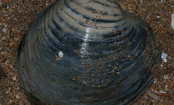 https://commons.wikimedia.org/wiki/File:Arctica_islandica_(Ocean_quahog)_-_Flickr_-_S._Rae.jpg