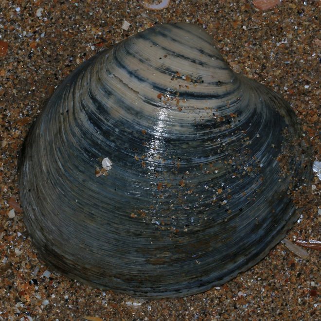 https://commons.wikimedia.org/wiki/File:Arctica_islandica_(Ocean_quahog)_-_Flickr_-_S._Rae.jpg