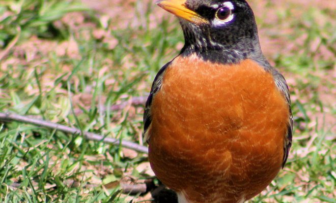 https://commons.wikimedia.org/wiki/File:American_robin.jpg