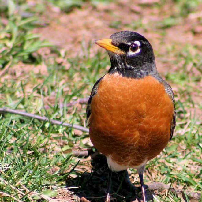 https://commons.wikimedia.org/wiki/File:American_robin.jpg