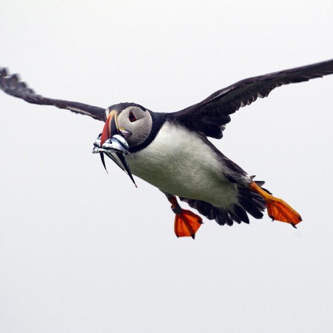 https://apnews.com/article/science-environment-and-nature-maine-fish-birds-52d2b9f64c6366b7f83e6adf2f21e6a9/gallery/3a35d675e0324ef4aec0b5ba4a0593dd
