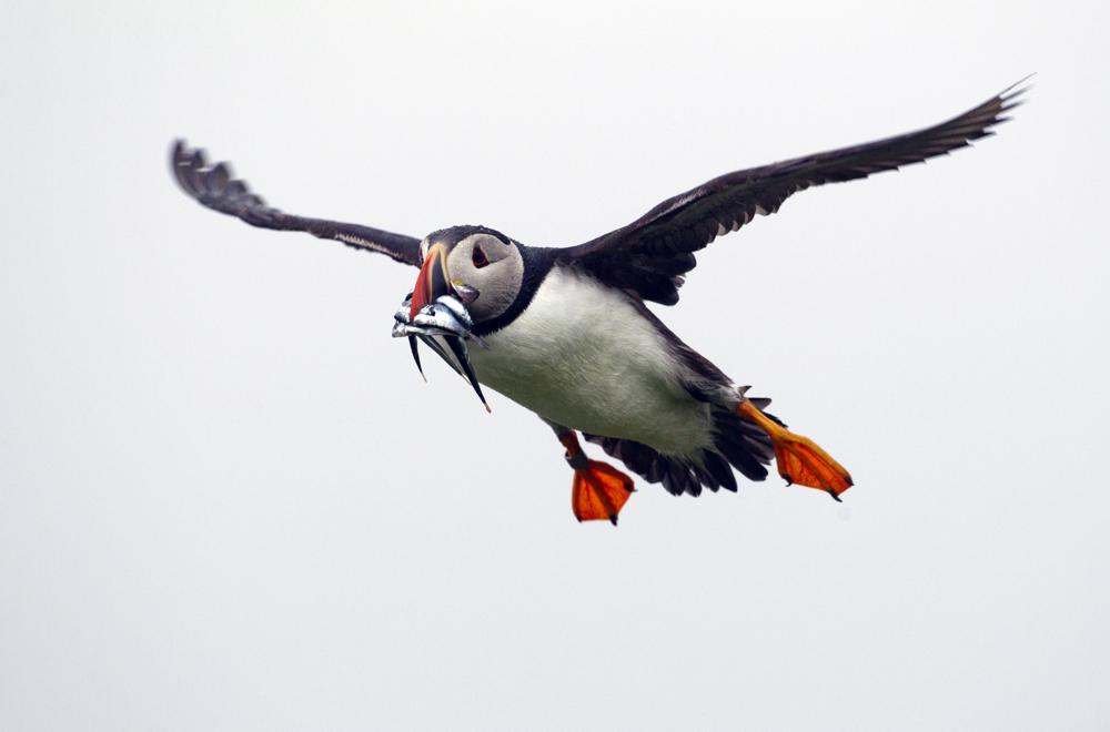 https://apnews.com/article/science-environment-and-nature-maine-fish-birds-52d2b9f64c6366b7f83e6adf2f21e6a9/gallery/3a35d675e0324ef4aec0b5ba4a0593dd