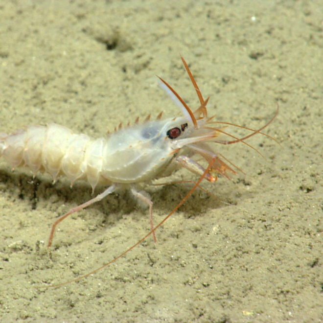 https://oceanexplorer.noaa.gov/multimedia/daily-image/media/20210321.html
