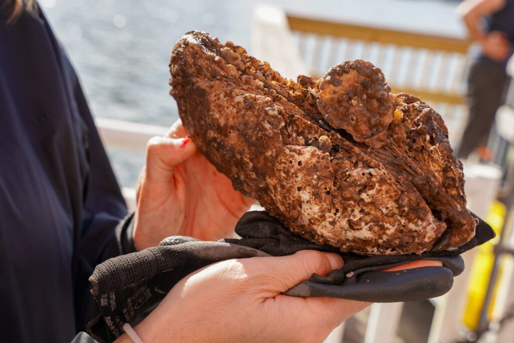 https://www.nytimes.com/2021/12/10/us/oysters-new-york-hudson-river.html