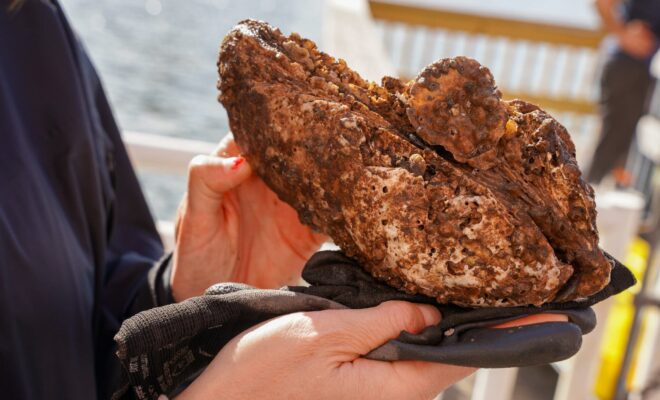 https://www.nytimes.com/2021/12/10/us/oysters-new-york-hudson-river.html