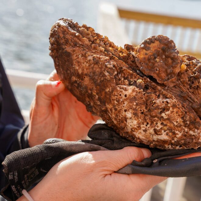 https://www.nytimes.com/2021/12/10/us/oysters-new-york-hudson-river.html