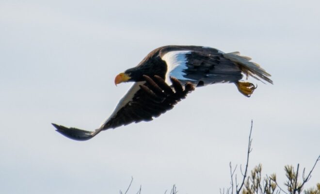 https://www.pressherald.com/2021/12/31/stellers-sea-eagle-draws-hundreds-to-small-fishing-village/