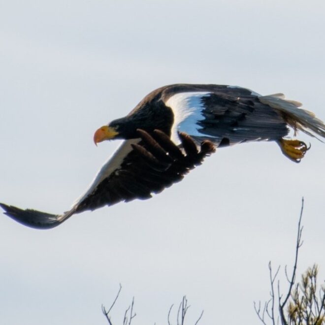 https://www.pressherald.com/2021/12/31/stellers-sea-eagle-draws-hundreds-to-small-fishing-village/