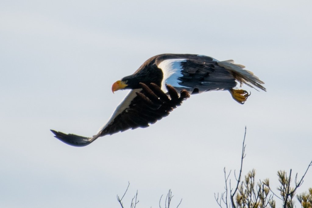 https://www.pressherald.com/2021/12/31/stellers-sea-eagle-draws-hundreds-to-small-fishing-village/