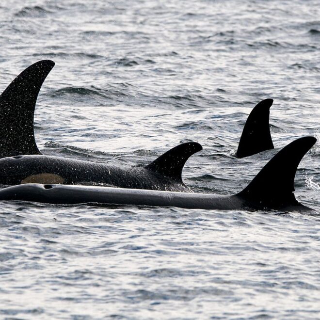 Winky from Vancouver, Canada, CC BY 2.0, via Wikimedia Commons