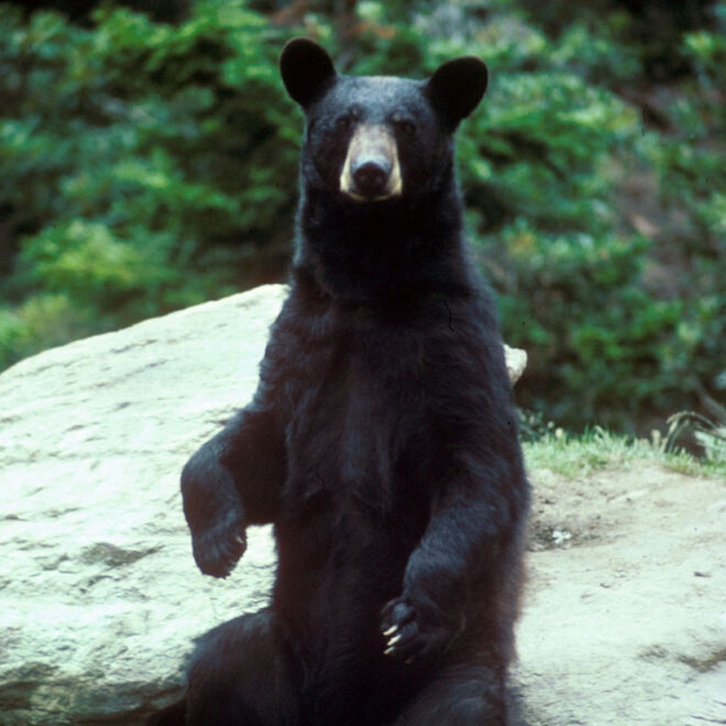 Mike Bender/U.S. Fish and Wildlife Service, Public domain, via Wikimedia Commons